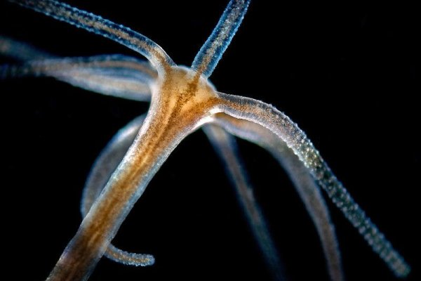 Кракен вход ссылка kraken torion net